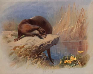 Otter